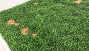 Dog damage spots on a lawn