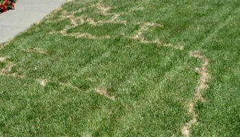 Vole damage on a lawn